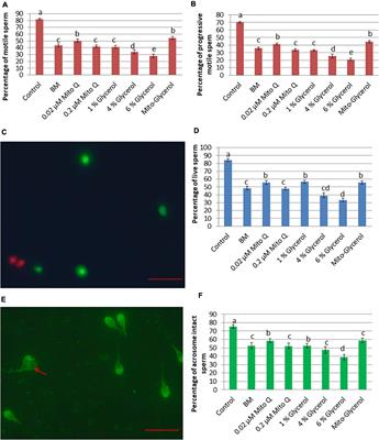 Unraveling Subcellular and Ultrastructural Changes During Vitrification of Human Spermatozoa: Effect of a Mitochondria-Targeted Antioxidant and a Permeable Cryoprotectant